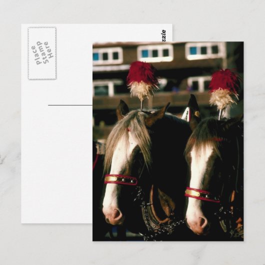 Draft Horse Tandem Briefkaart (Voorkant / Achterkant)