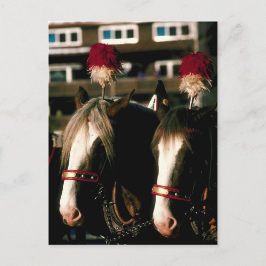 Draft Horse Tandem Briefkaart (Voorkant)