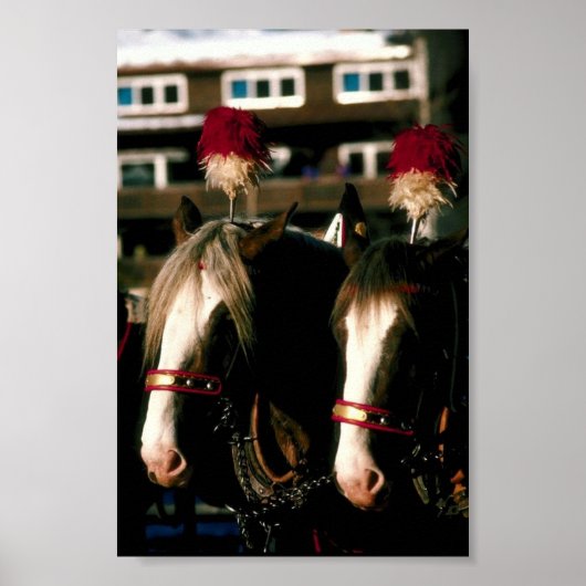 Draft Horse Tandem Poster (Voorkant)