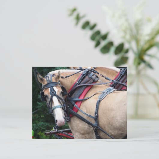 Draft Horse terugblik Briefkaart (Staand voorkant)