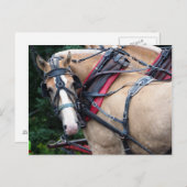 Draft Horse terugblik Briefkaart (Voorkant / Achterkant)