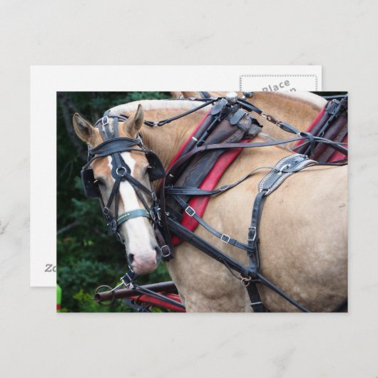 Draft Horse terugblik Briefkaart (Voorkant / Achterkant)