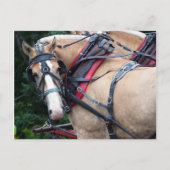 Draft Horse terugblik Briefkaart (Voorkant)
