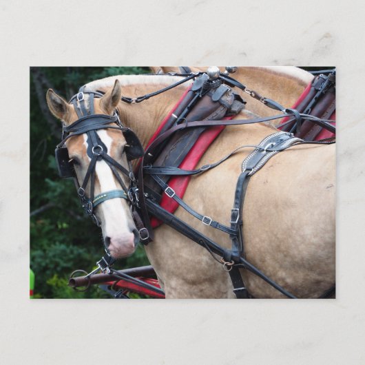 Draft Horse terugblik Briefkaart (Voorkant)