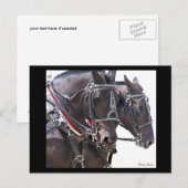 Draft Horses Briefkaart #1 (Voorkant / Achterkant)