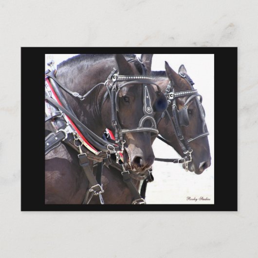 Draft Horses Briefkaart #1 (Voorkant)