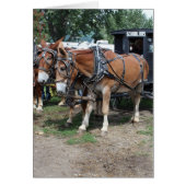 Draft Mules op een Iowa Landbouw Festival (Voorkant)