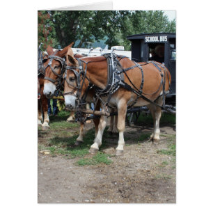 Draft Mules op een Iowa Landbouw Festival
