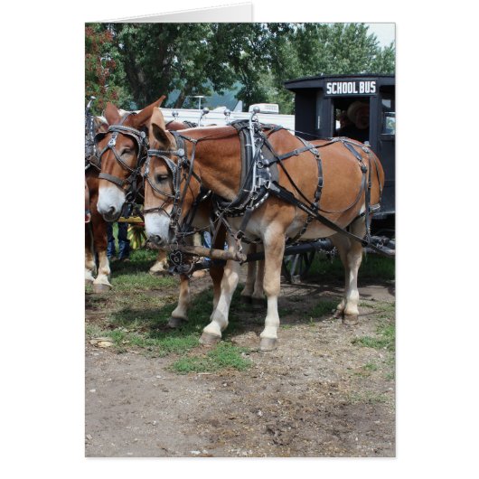 Draft Mules op een Iowa Landbouw Festival (Voorkant)