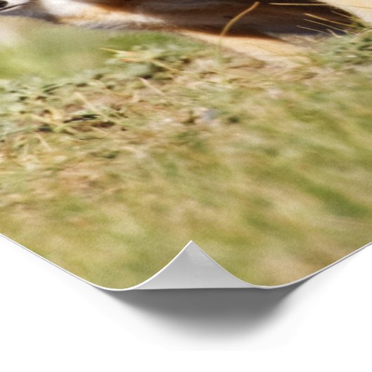 Drafvos (Vulpes macrotis), jong in den burrow, 2 Poster (Hoek)