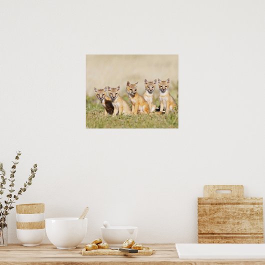 Drafvos (Vulpes macrotis), jong in den burrow, 2 Poster (Keuken)