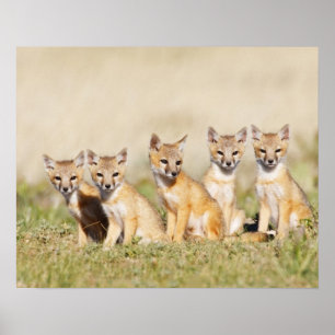 Drafvos (Vulpes macrotis), jong in den burrow, 2 Poster