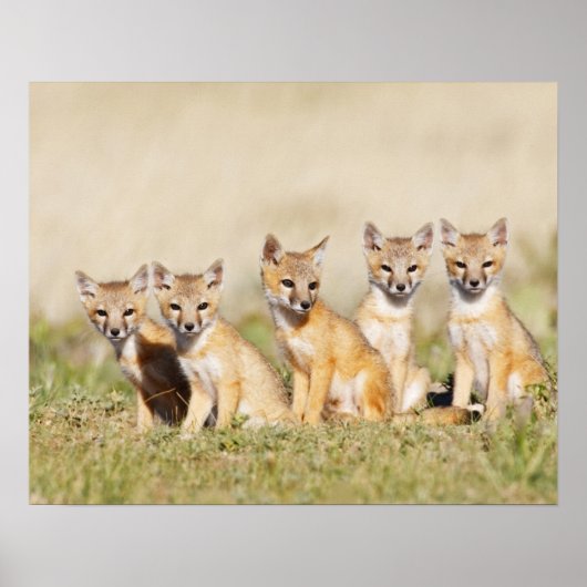 Drafvos (Vulpes macrotis), jong in den burrow, 2 Poster (Voorkant)