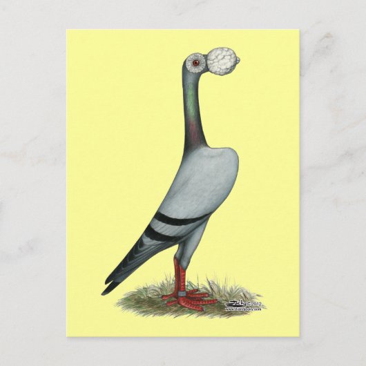 Drager duif 2012 briefkaart (Voorkant)