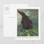 Dragon Arum, gegraveerd door Ward, uit 'The Templ' Briefkaart (Voorkant / Achterkant)