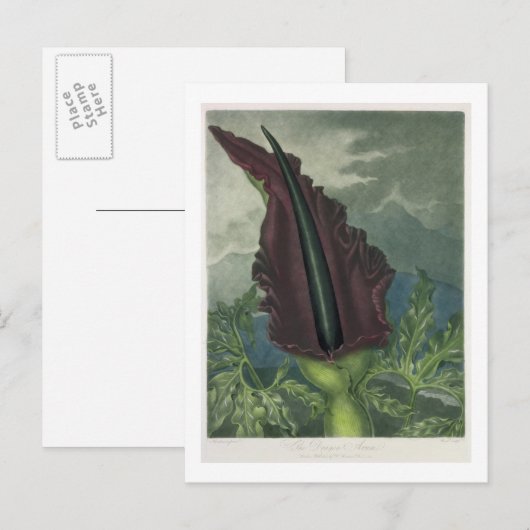 Dragon Arum, gegraveerd door Ward, uit 'The Templ' Briefkaart (Voorkant / Achterkant)