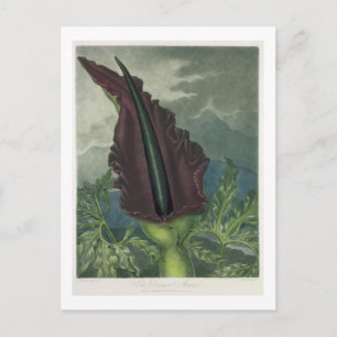 Dragon Arum, gegraveerd door Ward, uit 'The Templ' Briefkaart