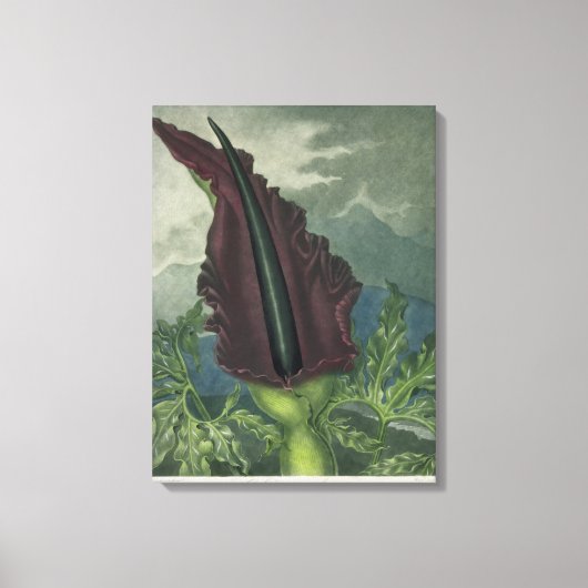 Dragon Arum, gegraveerd door Ward, uit 'The Templ' Canvas Afdruk (Voorkant)