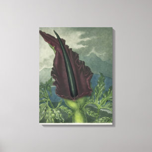 Dragon Arum, gegraveerd door Ward, uit 'The Templ' Canvas Afdruk