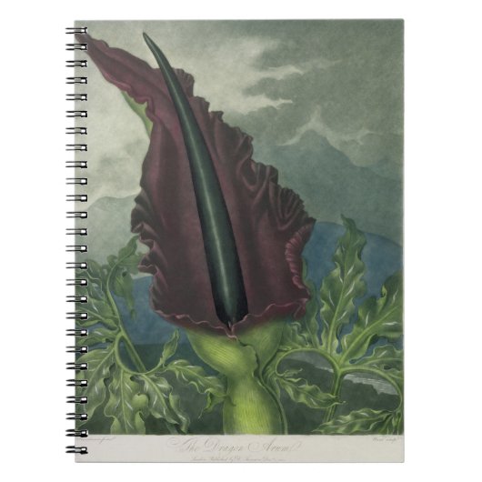 Dragon Arum, gegraveerd door Ward, uit 'The Templ' Notitieboek (Voorkant)