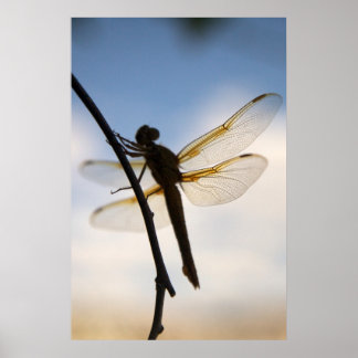 Dragon bij Rest Poster