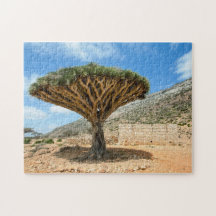 Dragon Blood Tree, Socotra Island, Jemen