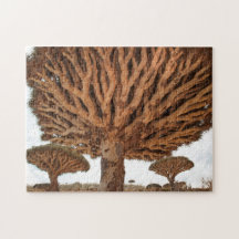Dragon Blood Tree, Socotra Island, Jemen