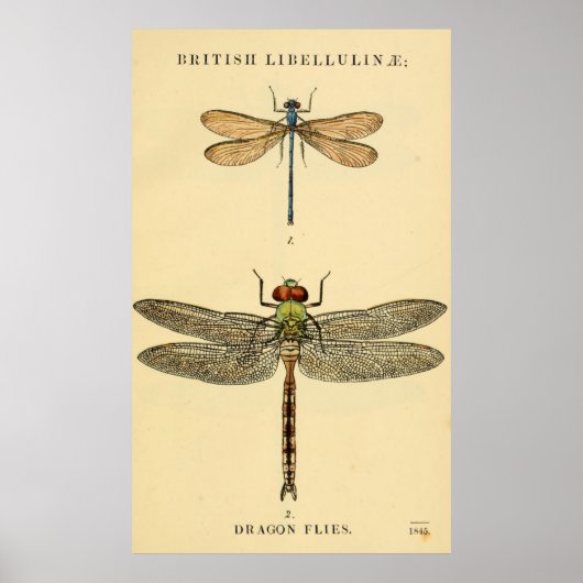 Dragon Flies Litho Poster (Voorkant)