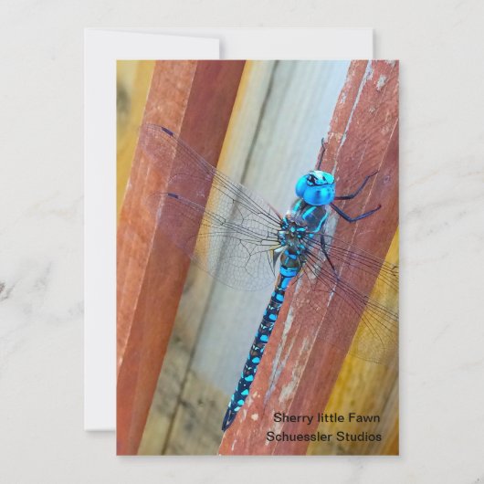 Dragon Fly 5 x 7 Expression/Wenskaart Bedankkaart (Achterkant)