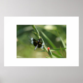 DRAGON FLY POSTER