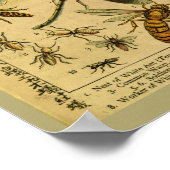  dragon Fly snijdt natuurlijke geschiedenisafdrukk Poster (Hoek)