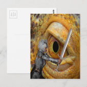 Dragon Folk Briefkaart (Voorkant / Achterkant)
