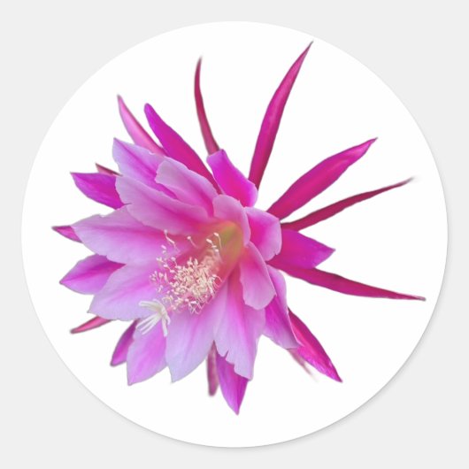 Dragon Fruit Flower Sticker (Voorkant)