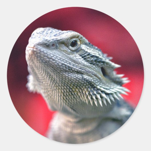 Dragon Head Stickers (Voorkant)