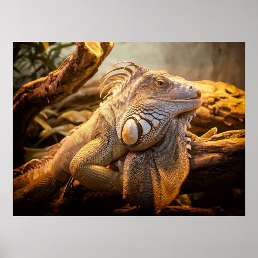 Dragon Iguana Posters (Voorkant)