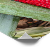 Dragon Lily Red Seed Head Botanisch Poster (Hoek)