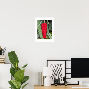 Dragon Lily Red Seed Head Botanisch Poster
