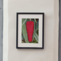 Dragon Lily Rood Zaad Hoofd