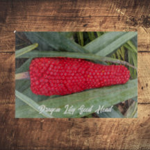 Dragon Lily Rood Zaad Hoofd