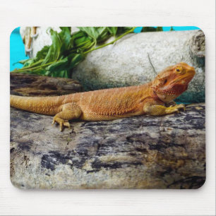Dragon Lizard Muismat