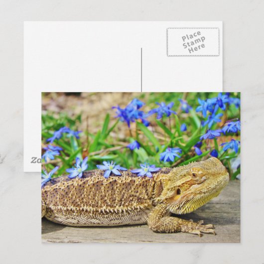Dragon opnieuw plaatsen briefkaart (Voorkant / Achterkant)