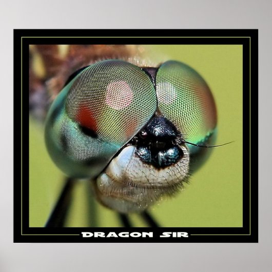 Dragon Sir Poster (Voorkant)