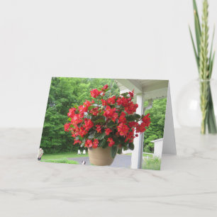 Dragon Wing Begonia Kaart