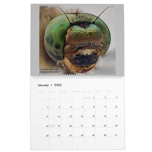Dragonflies 2022 kalender (Jan 2026)