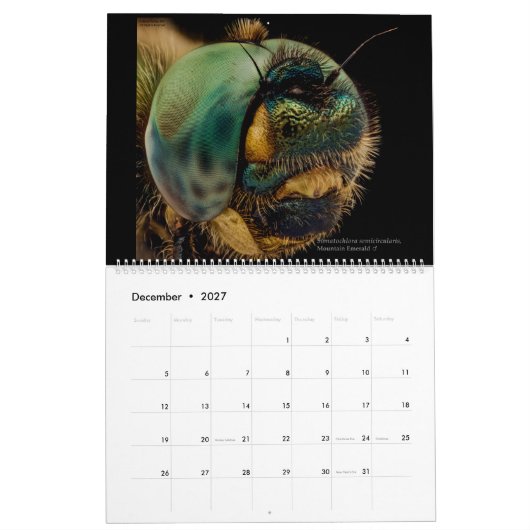 Dragonflies 2022 kalender (Dec 2027)