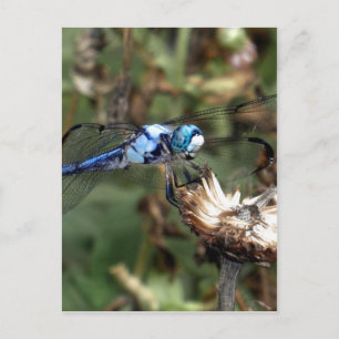 Dragonflies Blue Dragonfly op een foto van een blo Briefkaart