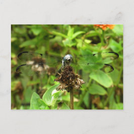 Dragonflies Blue Dragonfly op een foto van een blo Briefkaart