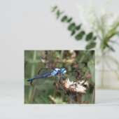 Dragonflies Blue Dragonfly op een foto van een blo Briefkaart (Staand voorkant)