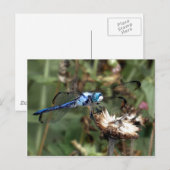 Dragonflies Blue Dragonfly op een foto van een blo Briefkaart (Voorkant / Achterkant)