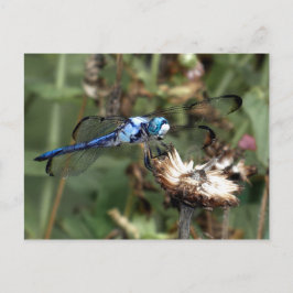 Dragonflies Blue Dragonfly op een foto van een blo Briefkaart